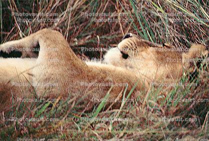mating Lioness, Africa