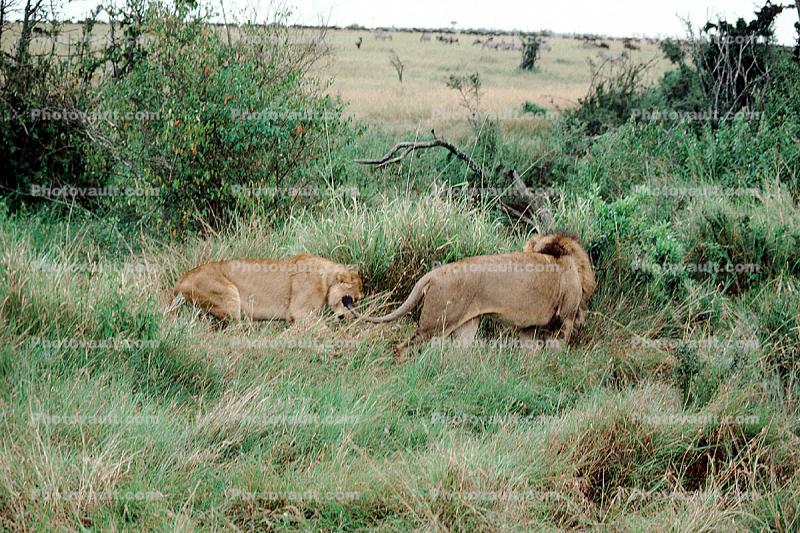 mating Lion and Lioness, Africa