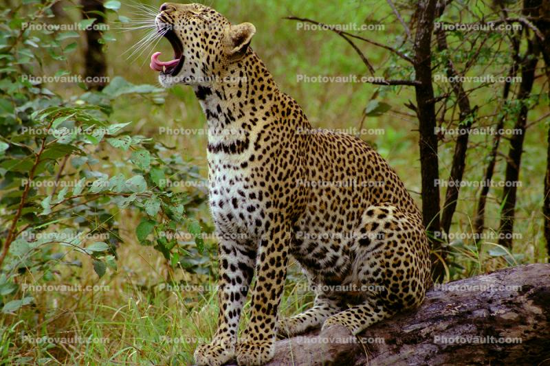 Yawning Cheetah, Africa