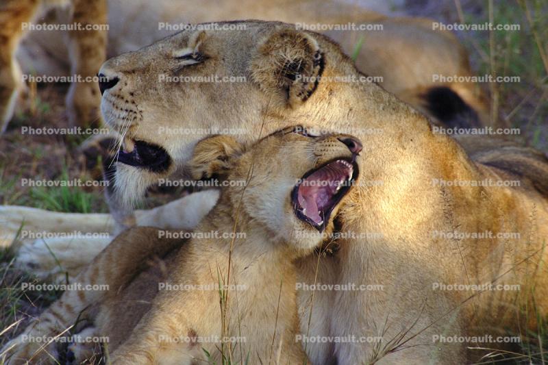 Lion, cub, female, Africa