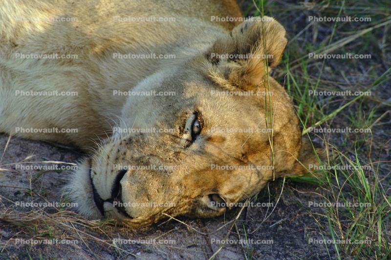 Lion, female, Africa