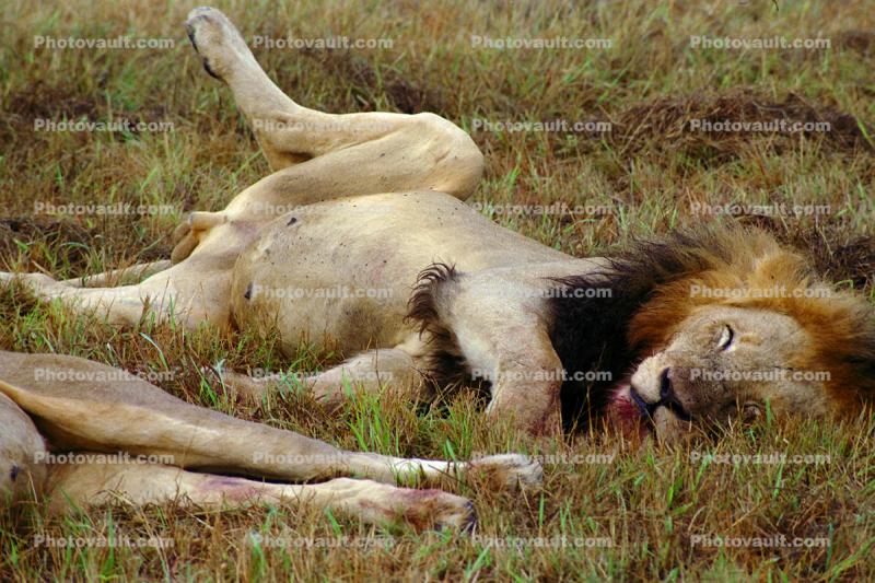 Lion, male, Africa