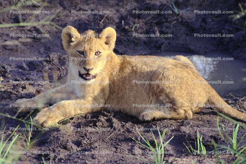 Lion cub in Africa