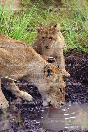 Lion, female, cub, Africa