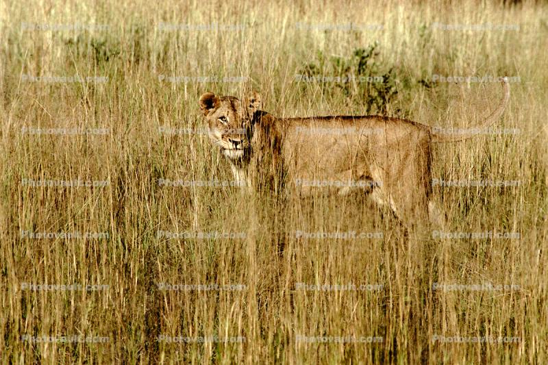 Lion female, Africa