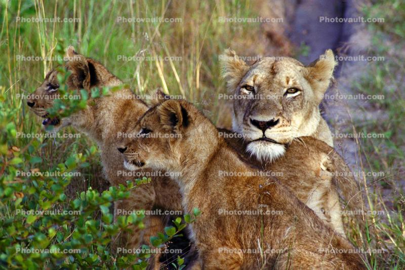 Lion Cub, Africa