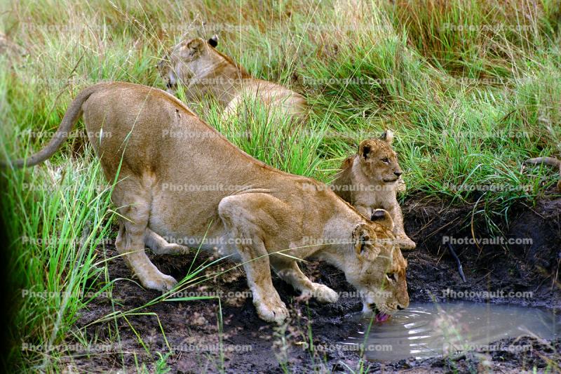 Lion Cub, female, Africa
