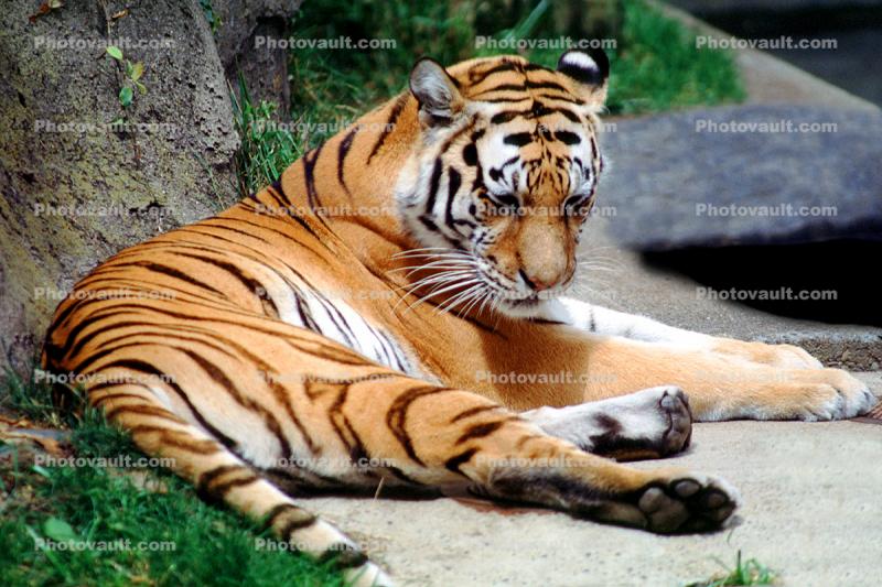 Siberian Tiger, (Panthera tigris)