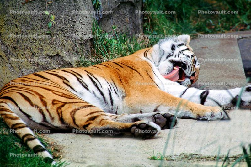 Siberian Tiger (Panthera tigris)