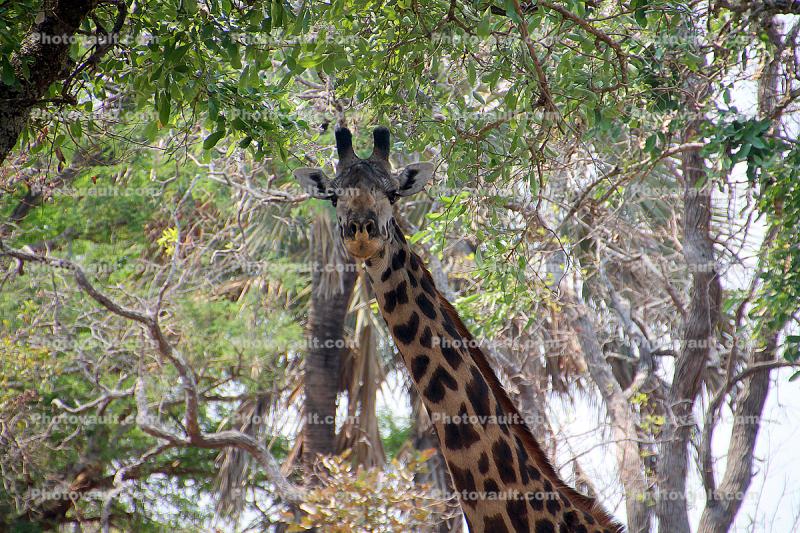 Giraffe, (Giraffa camelopardalis), Katavi National Park