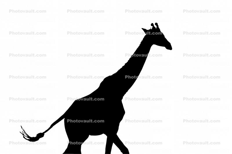 Giraffe Silhouette, logo, shape