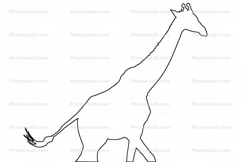 Giraffe Outline, line drawing, shape