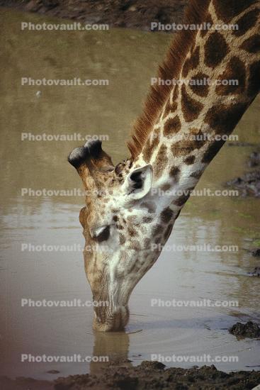 Giraffe drinking water, Africa