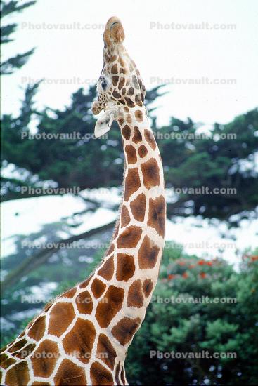 Masai Giraffe, (Jirafa demasai)