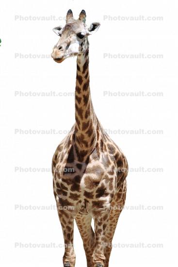 Masai Giraffe, (Jirafa demasai), photo-object, object, cut-out, cutout
