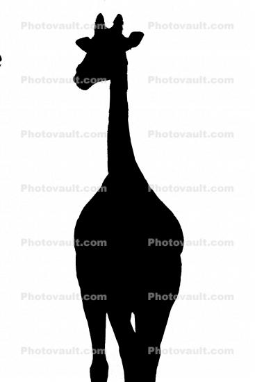 Masai Giraffe Silhouette, shape, logo