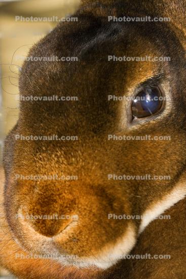 Brown Rabbit, Eye, furry, fur, coat