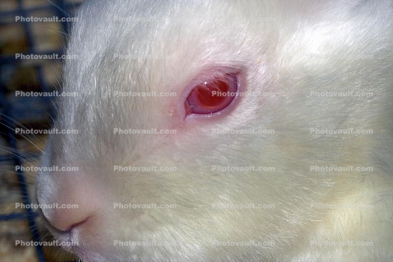 Eye, Albino, Albinism, furry, fur, coat, nose