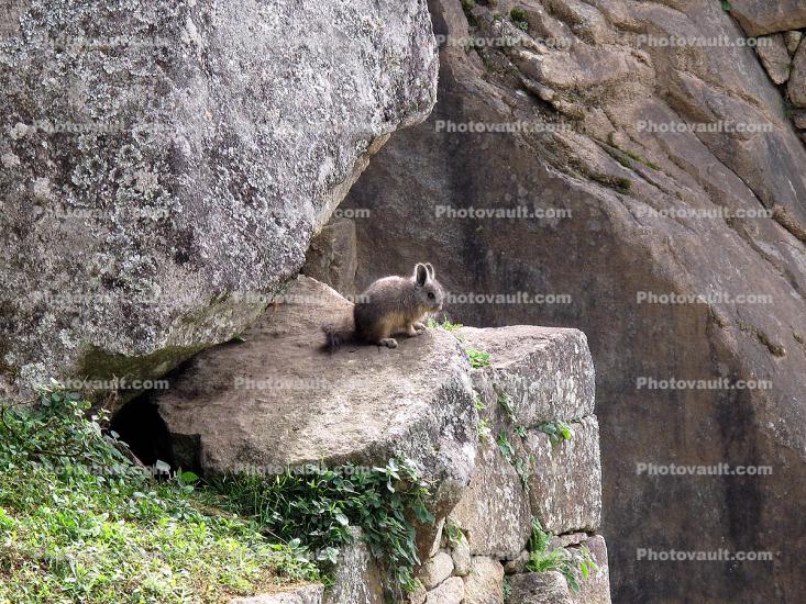 Rabbit on a ledge, rocks