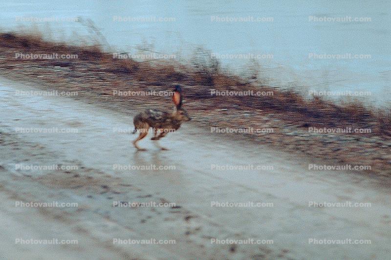 running rabbit in a flood