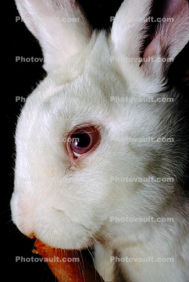 White Rabbit, Pink Eyes, albino
