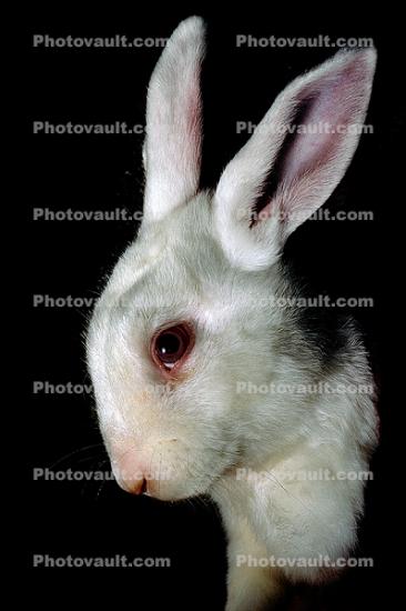 White Rabbit, Pink Eyes, albino