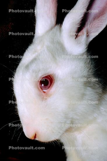 White Rabbit
