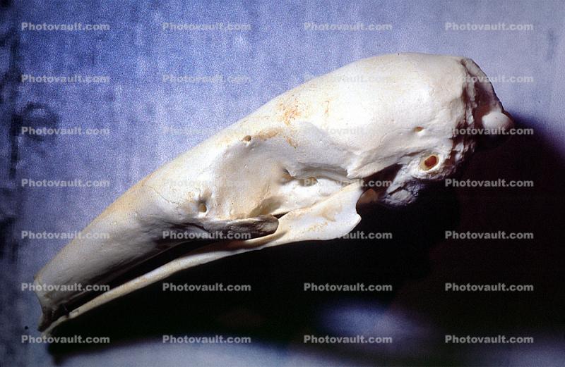Lesser Anteater skull, (Tamandua mexicana)