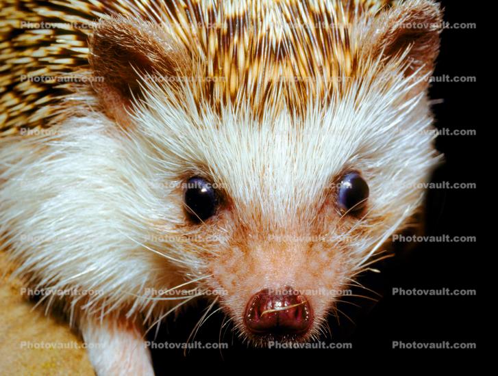 Hedgehog, Eyes, wet nose, face, hair