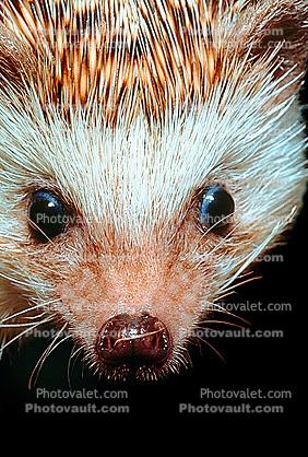 Hedgehog, Eyes, wet nose