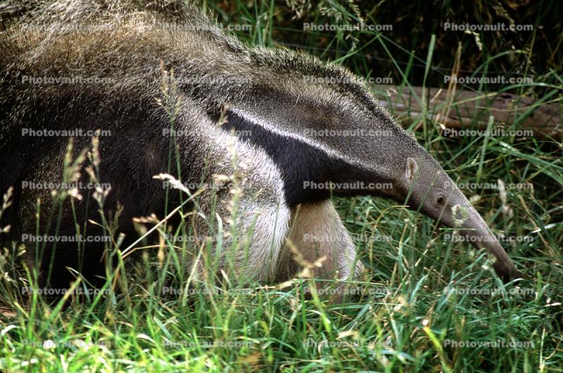 Giant Anteater, (Myrmecophaga tridactyla)