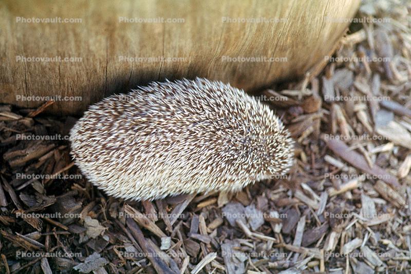African Hedgehog