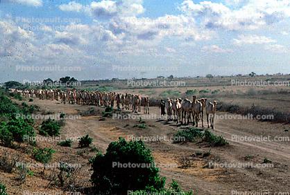 Camel Hard, Somalia