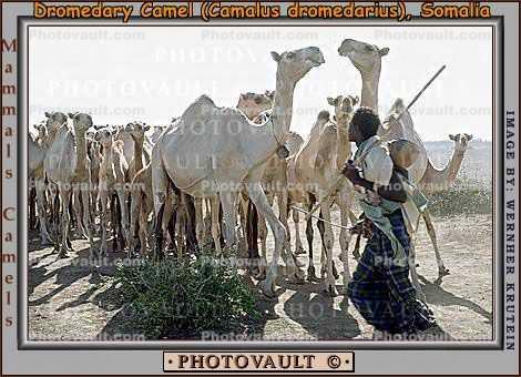 Shepherd, Sheepherder, Dromedary Camel, (Camelus dromedarius), Herder
