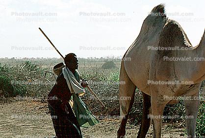 Shepherd, Sheepherder, Dromedary Camel, (Camelus dromedarius), Camelini