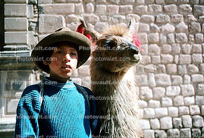 Llama, (Lama glama), Cuzco Peru, Boy, Male