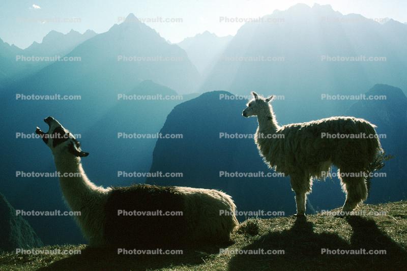 Llama, (Lama glama), Machu Picchu