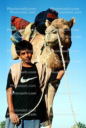 Dromedary Camel, (Camelus dromedarius), Camelini, Jaisalmir, Rajastan