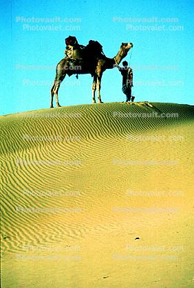 Sand Dunes, Desert, Dromedary Camel, (Camelus dromedarius), Camelini, Jaisalmir, Rajastan