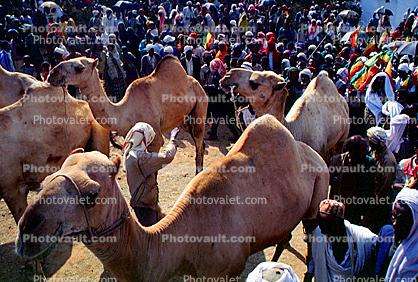 Dromedary Camel, (Camelus dromedarius), Camelini, Sheikh Hussein, Ethiopia
