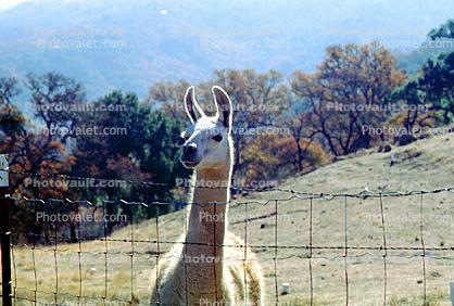 Llama, (Lama glama), Atascadero, California