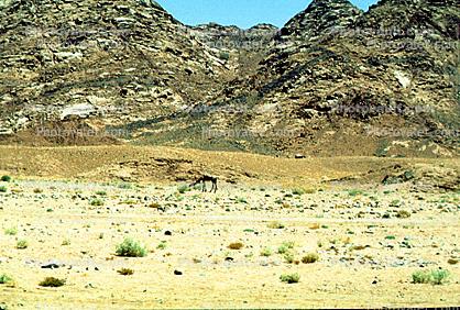 Sinai Desert, Sand Dunes, Hills