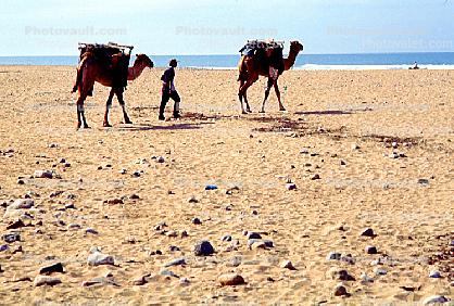 Dromedary Camel, (Camelus dromedarius), Camelini, Beach, Atlantic Ocean, Sidi Kaouki, Morocco