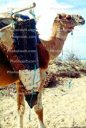 Dromedary Camel, (Camelus dromedarius), Camelini, Beach, Atlantic Ocean, Essaouira, Morocco