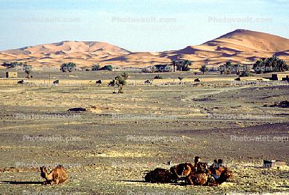 Dromedary Camel, (Camelus dromedarius), Camelini, Sand Dunes, Desert, hills, Merzouga, Morocco