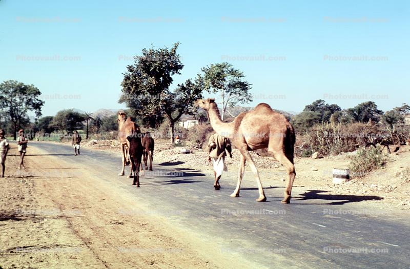 Dromedary Camel, (Camelus dromedarius), Camelini, near Udaipur, India
