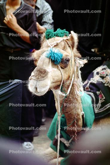 Dromedary Camel, (Camelus dromedarius), Camelini, Natanz, Iran