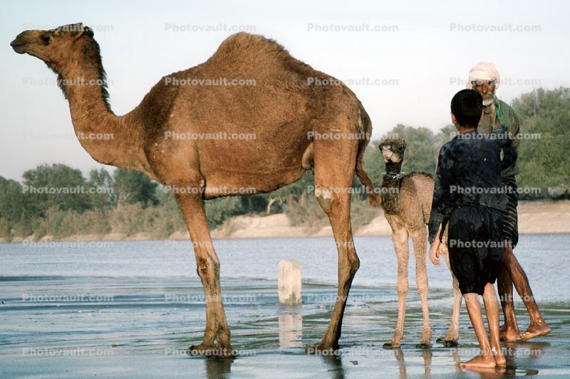 Dromedary Camel, (Camelus dromedarius), Camelini, Beluchestan, Iran