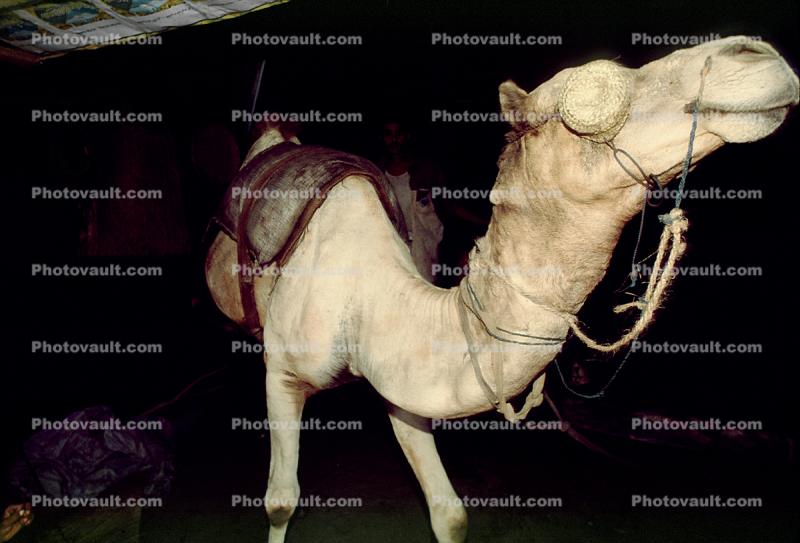 Dromedary Camel, (Camelus dromedarius), Camelini, Yemen