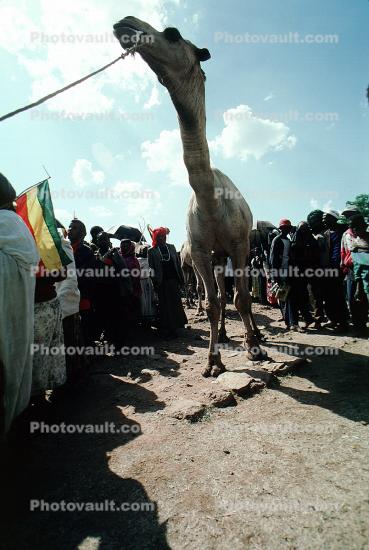 Dromedary Camel, (Camelus dromedarius), Camelini, Ethiopia